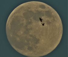 Full Moon Birds 3